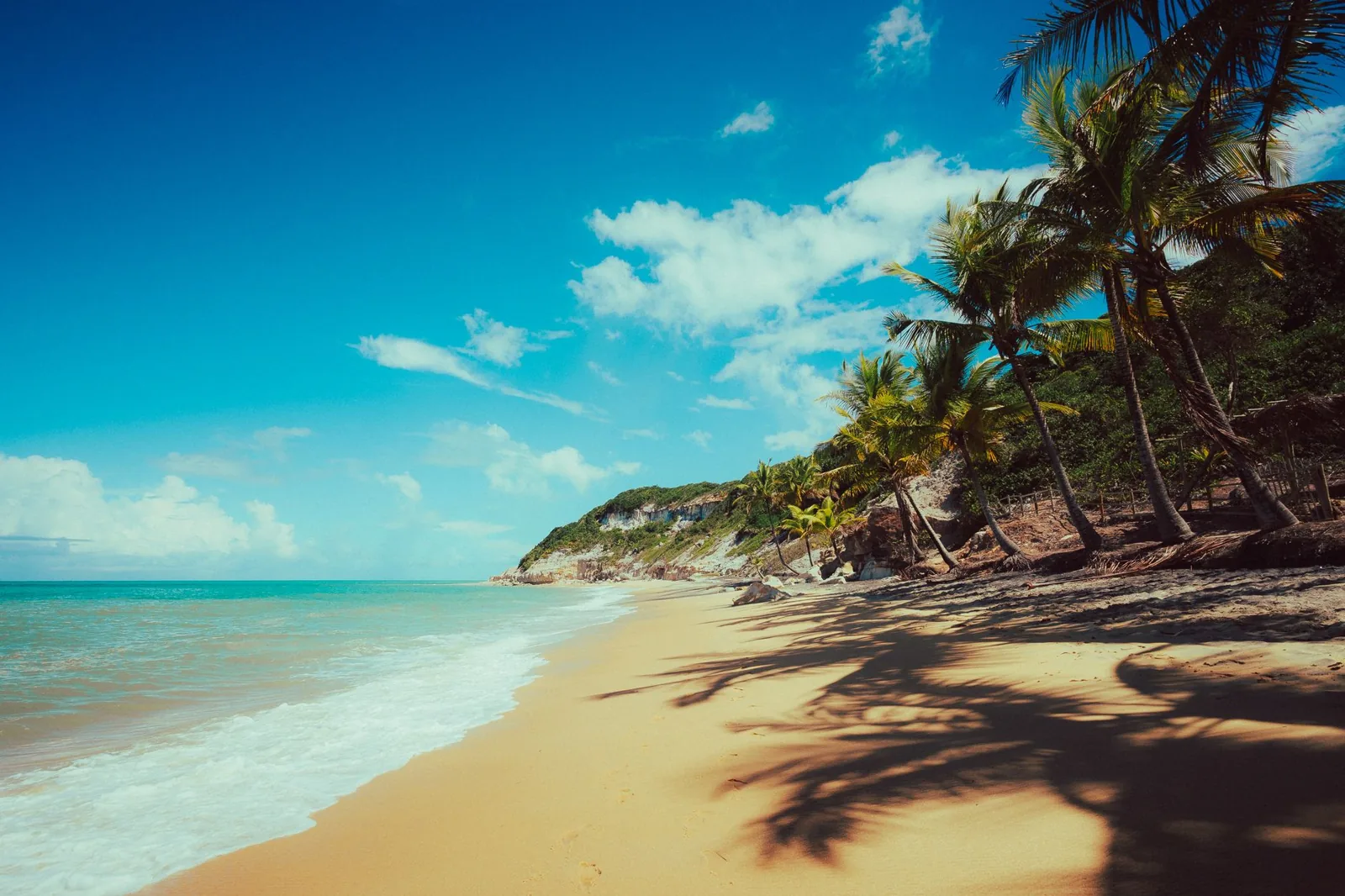 Palm trees lining a quiet tropical beach at golden hour